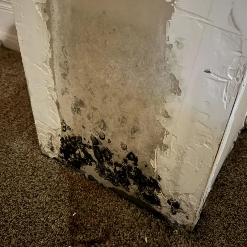Professional Mold Removal in Franklin, TN